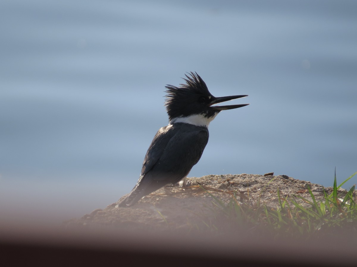 Belted Kingfisher - ML614250184