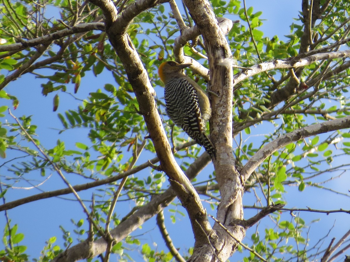 Golden-cheeked Woodpecker - ML614250211