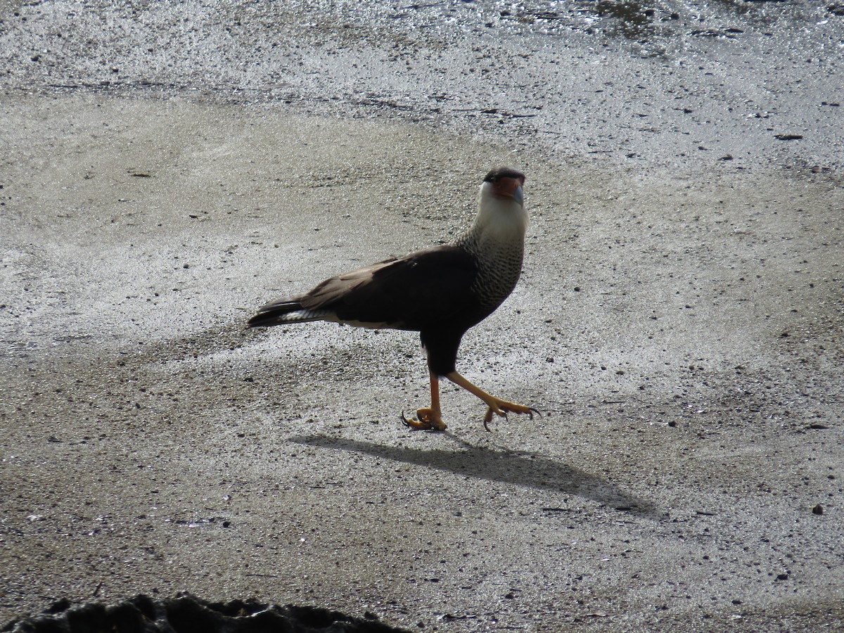 Crested Caracara - ML614250228