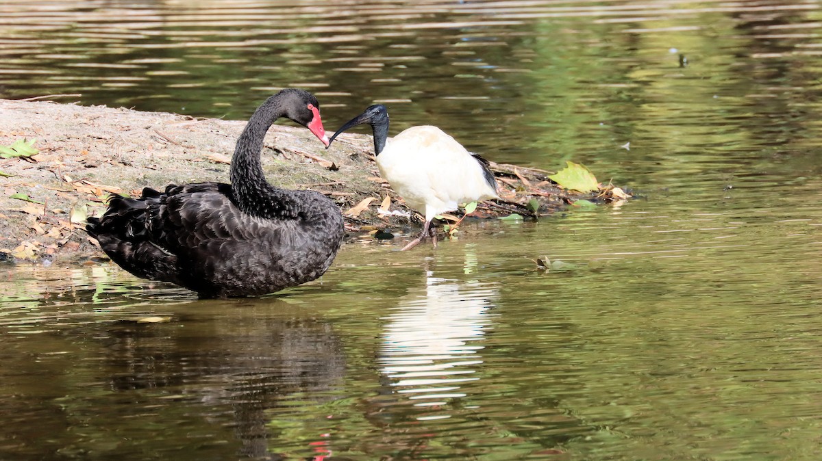 Black Swan - ML614250246