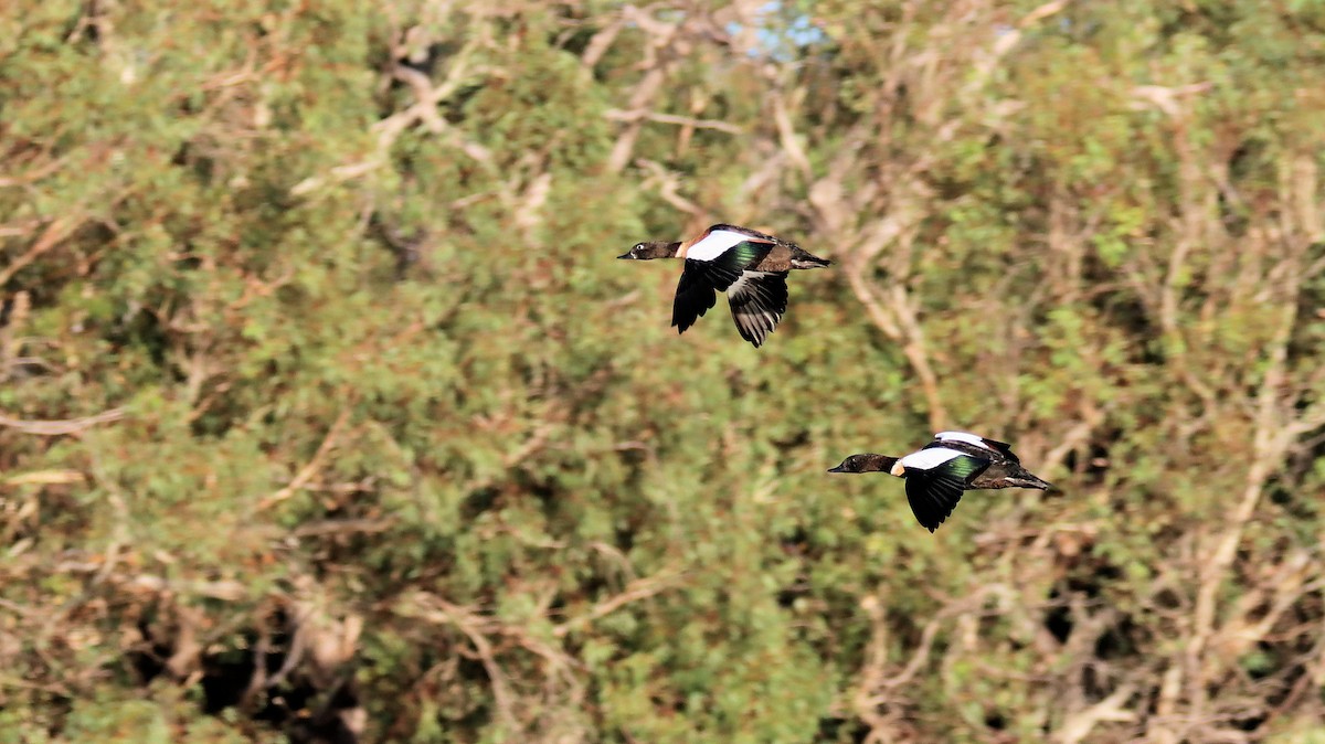 Australian Shelduck - ML614250257