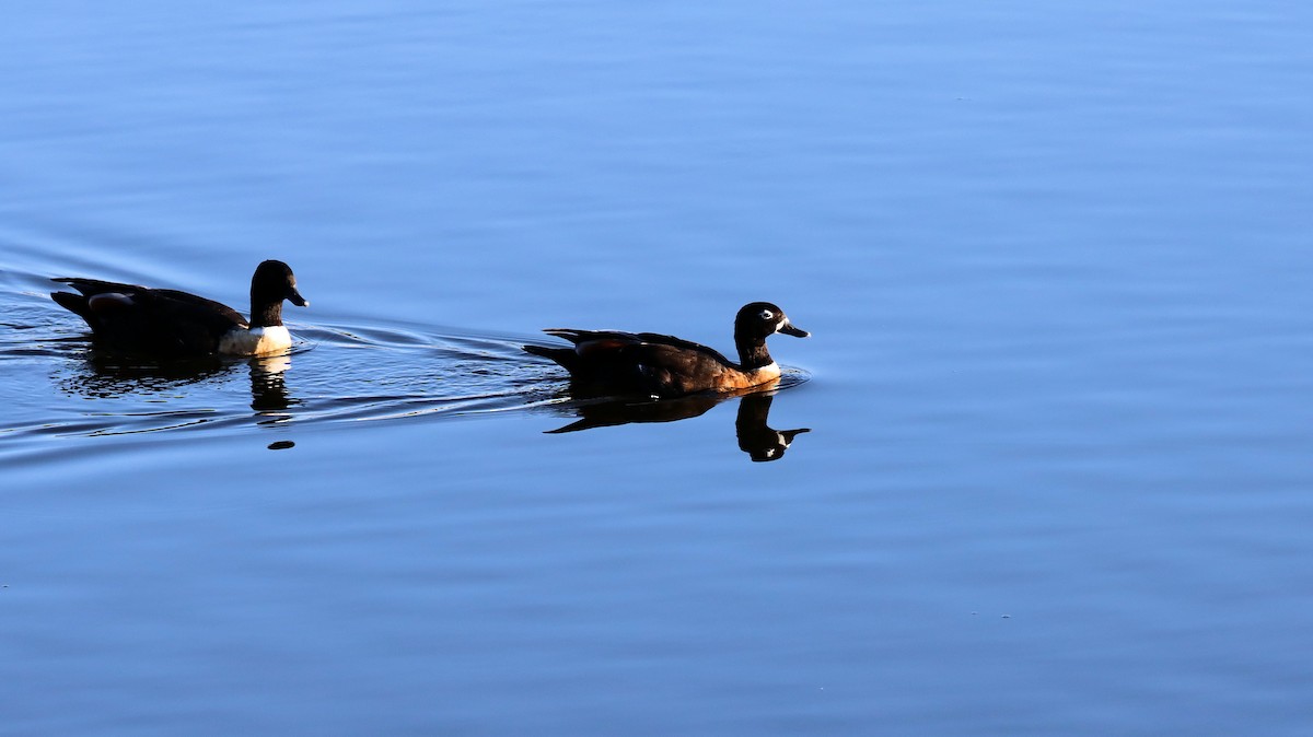 Australian Shelduck - ML614250258