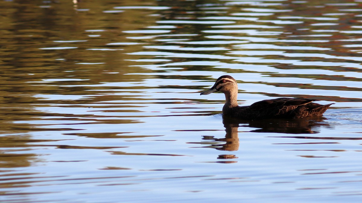 Pacific Black Duck - ML614250294