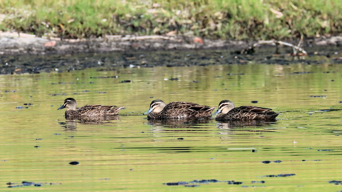 Pacific Black Duck - ML614250295