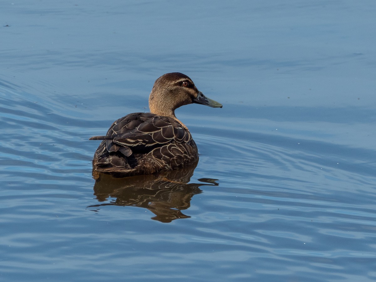 Pacific Black Duck - Carol Greenstreet