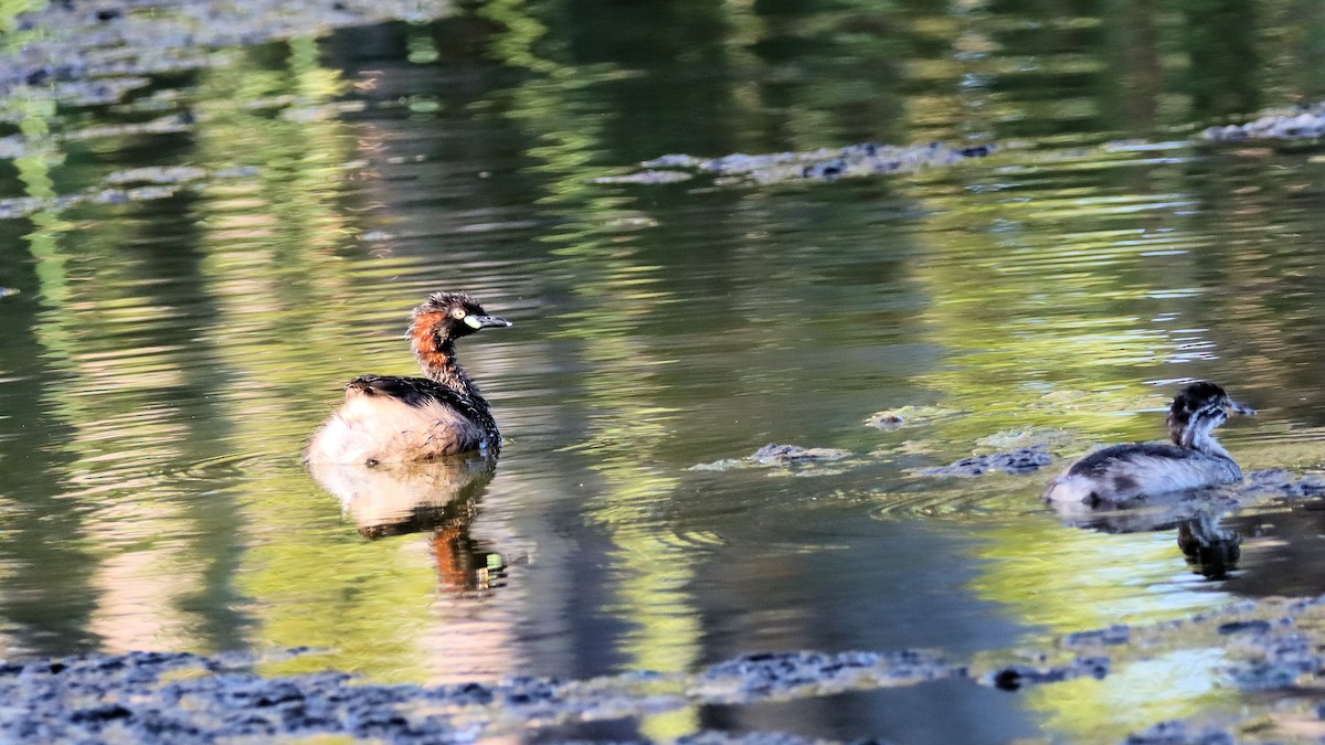 Australasian Grebe - ML614250345
