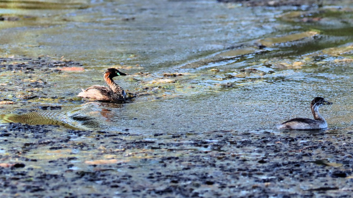 Australasian Grebe - ML614250346