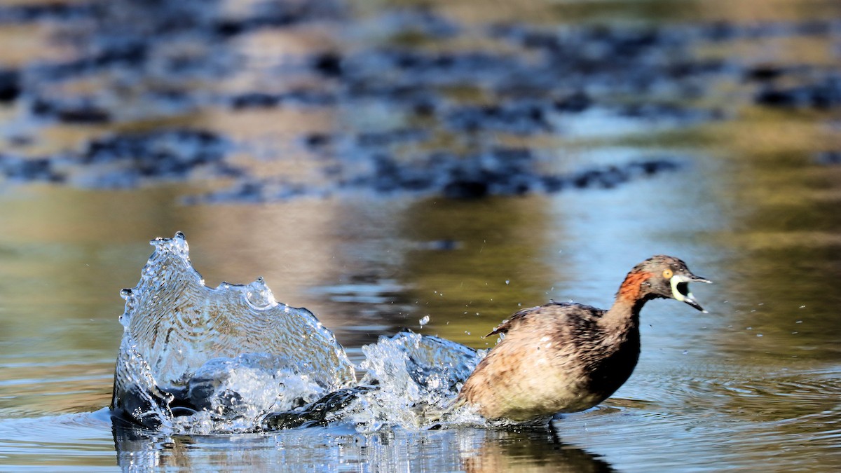 Australasian Grebe - ML614250348
