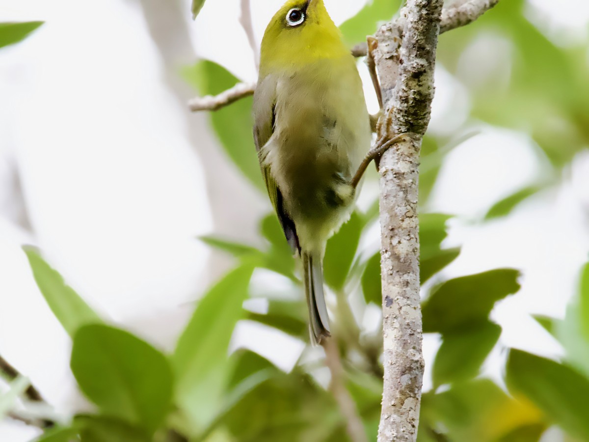 Silvereye - ML614250354