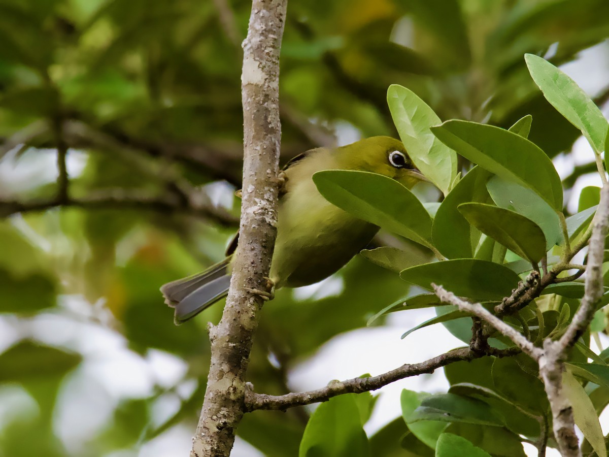 Silvereye - ML614250355