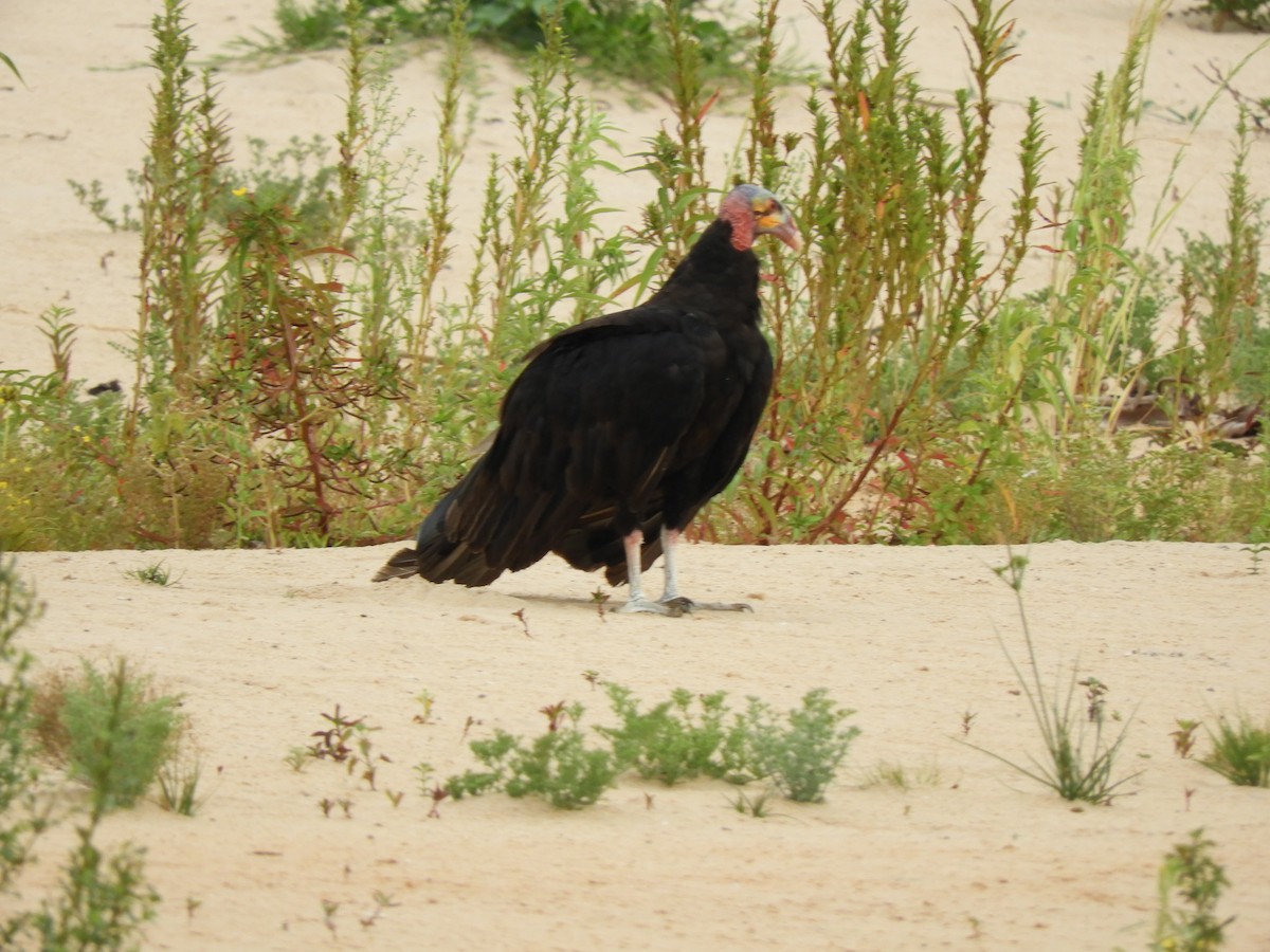 Lesser Yellow-headed Vulture - Glenn Barrett