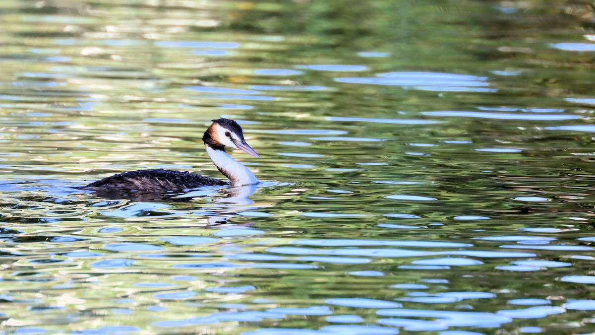 Great Crested Grebe - ML614250434