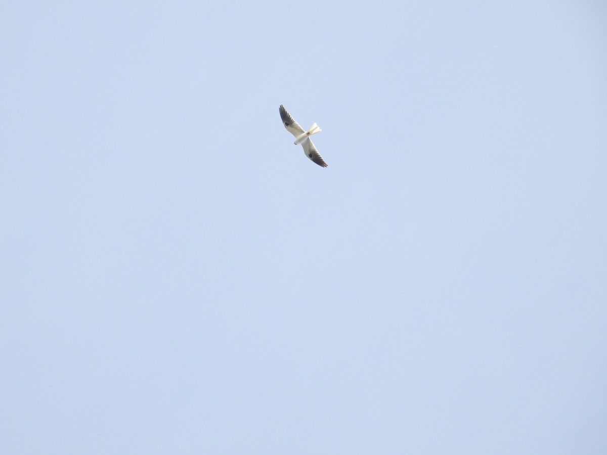 White-tailed Kite - ML614250439
