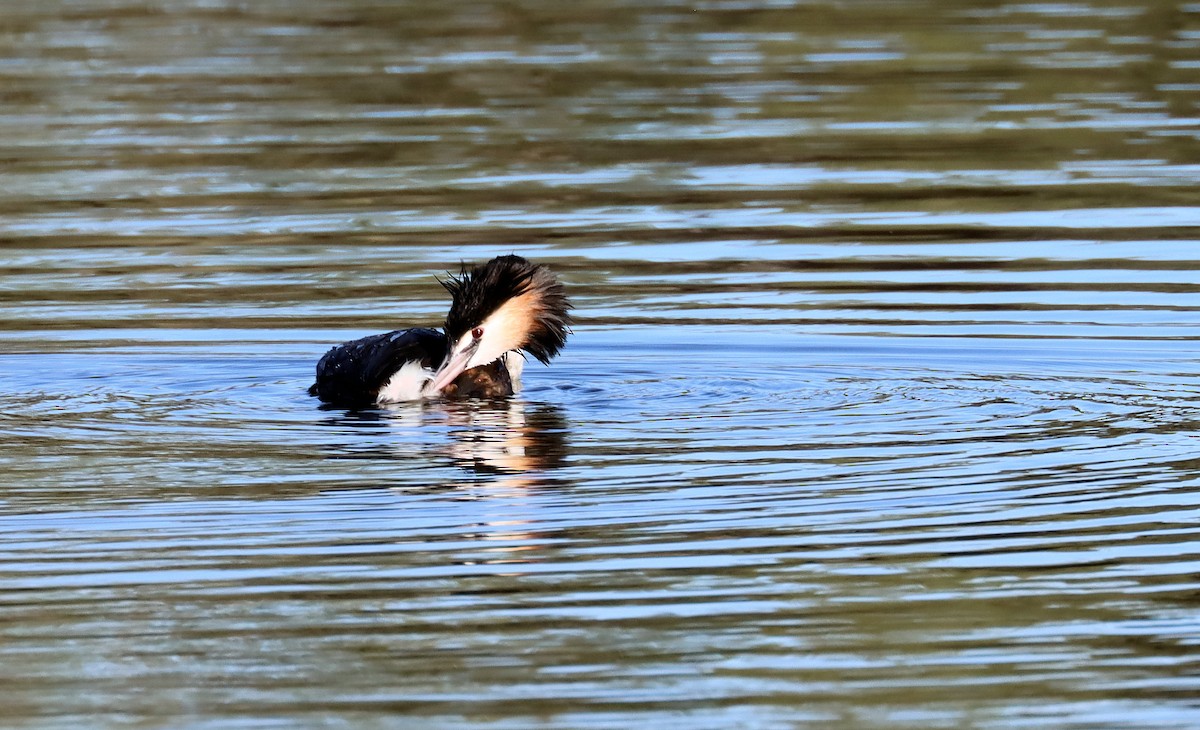 Great Crested Grebe - ML614250445