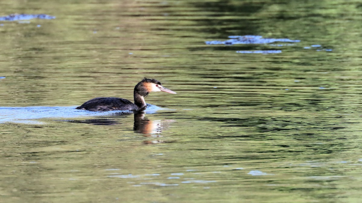 Great Crested Grebe - ML614250446