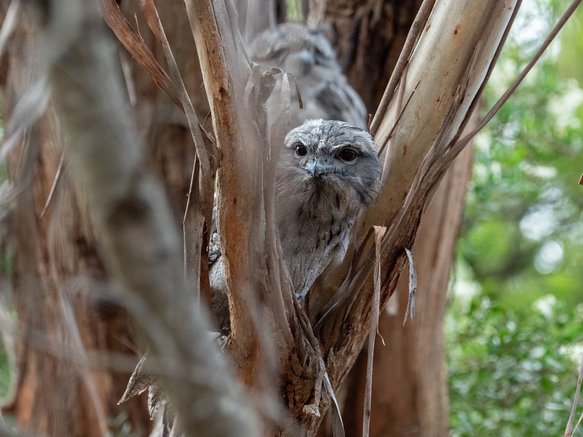 Tawny Frogmouth - ML614250503