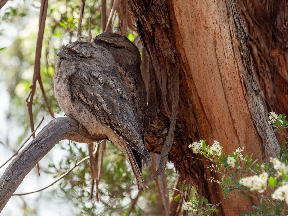 Tawny Frogmouth - ML614250505