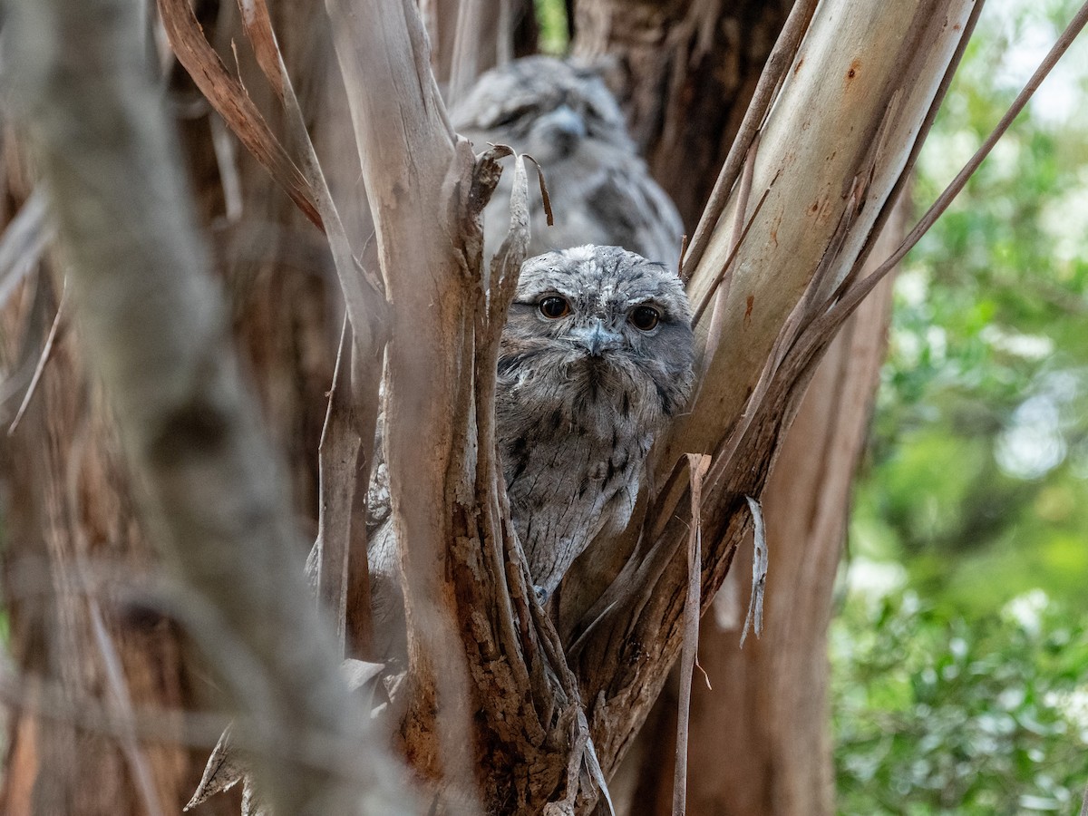 Tawny Frogmouth - ML614250506