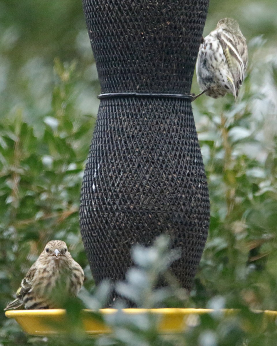 Pine Siskin - M Lombard