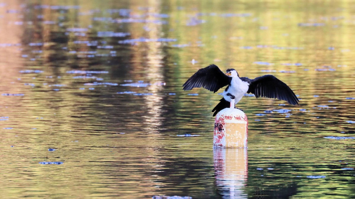 Little Pied Cormorant - ML614250529