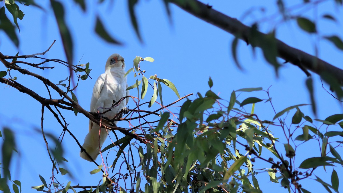 Little Corella - ML614250552