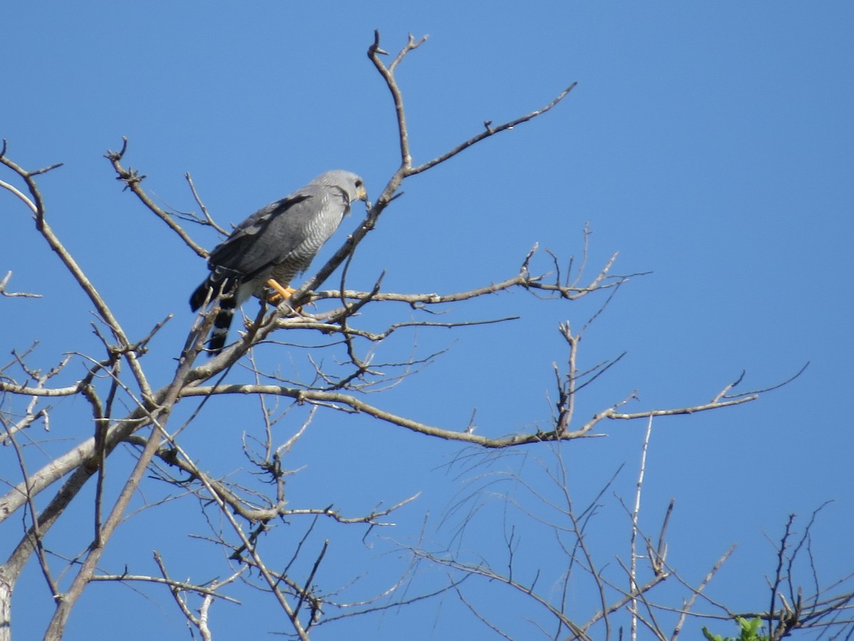 Gray Hawk - ML614250565