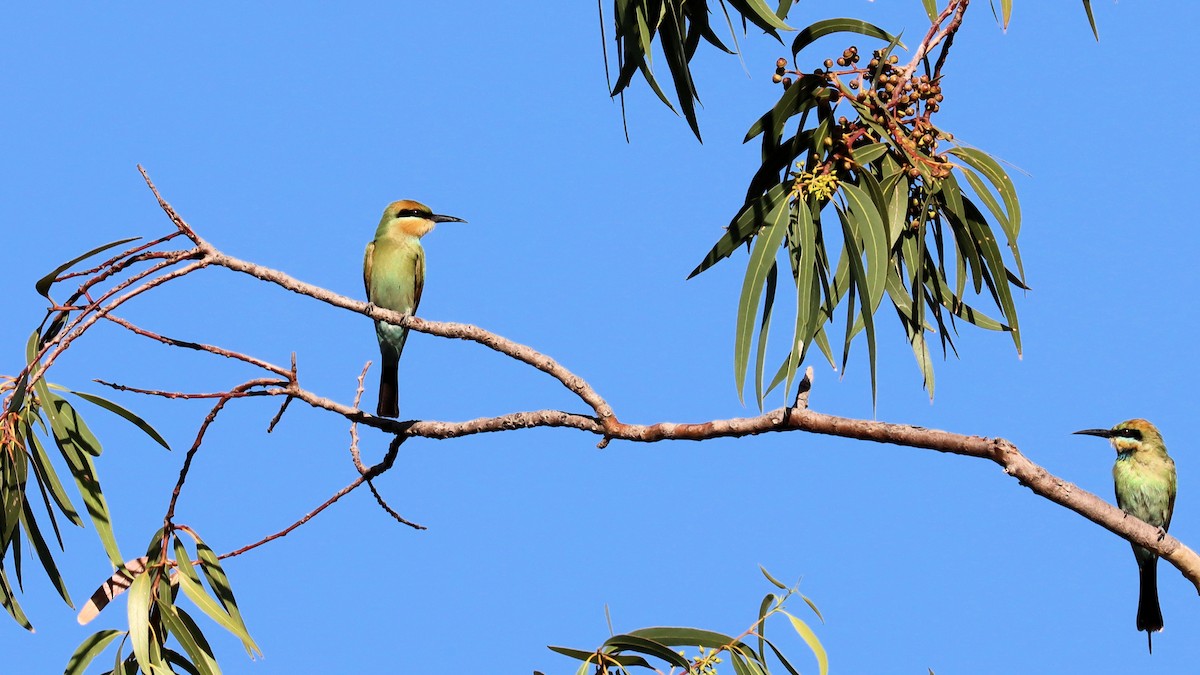 Rainbow Bee-eater - ML614250568