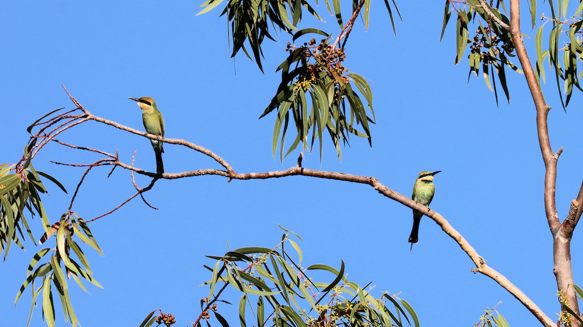 Rainbow Bee-eater - ML614250569