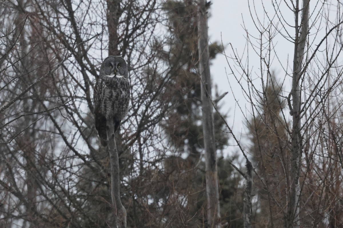 Great Gray Owl - Chris Daly