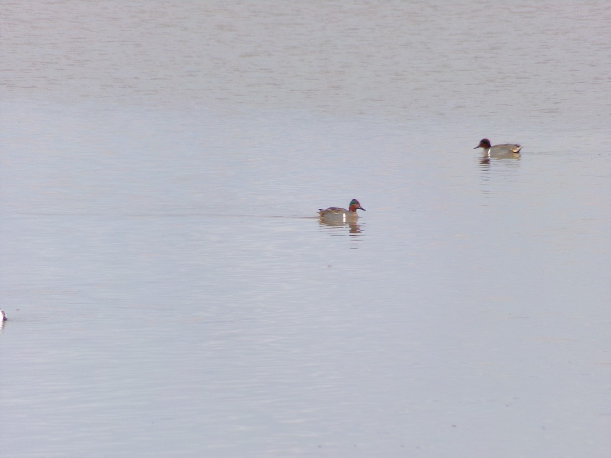 Green-winged Teal - ML614250579