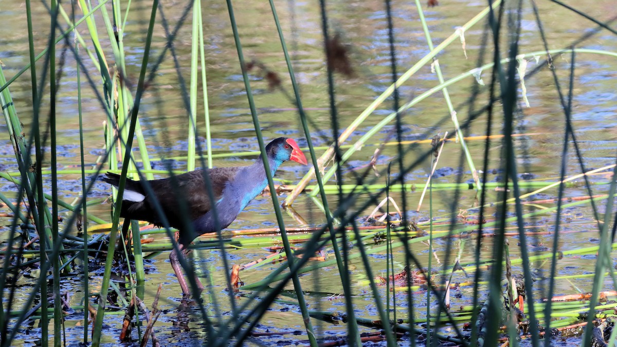 Australasian Swamphen - ML614250607