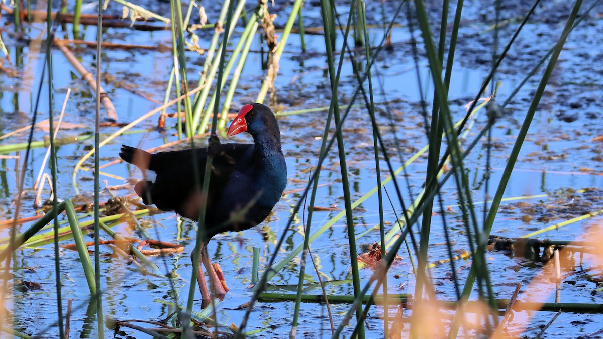 Australasian Swamphen - ML614250609