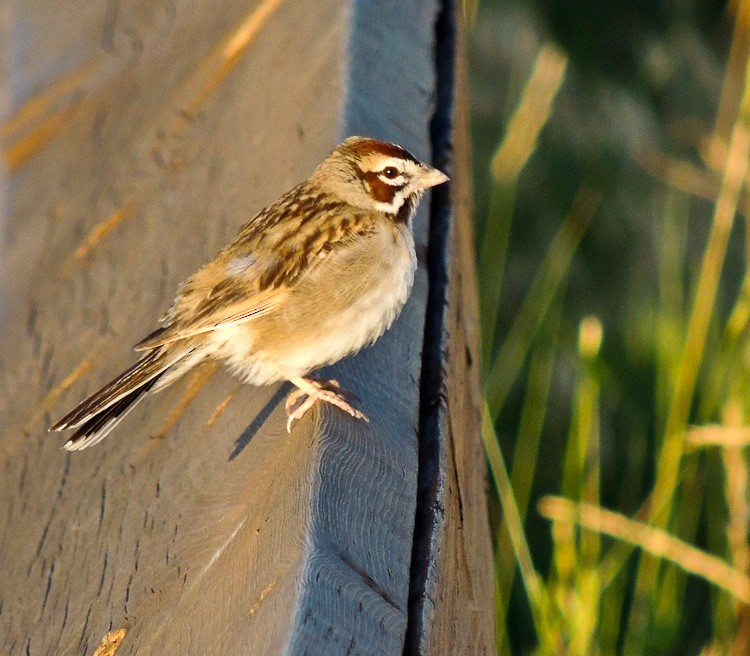 Lark Sparrow - ML614250614