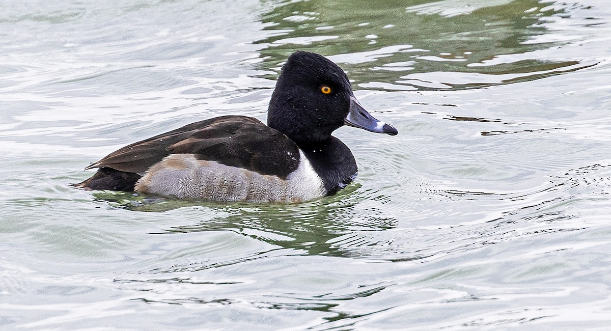 Ring-necked Duck - Garry  Sadler