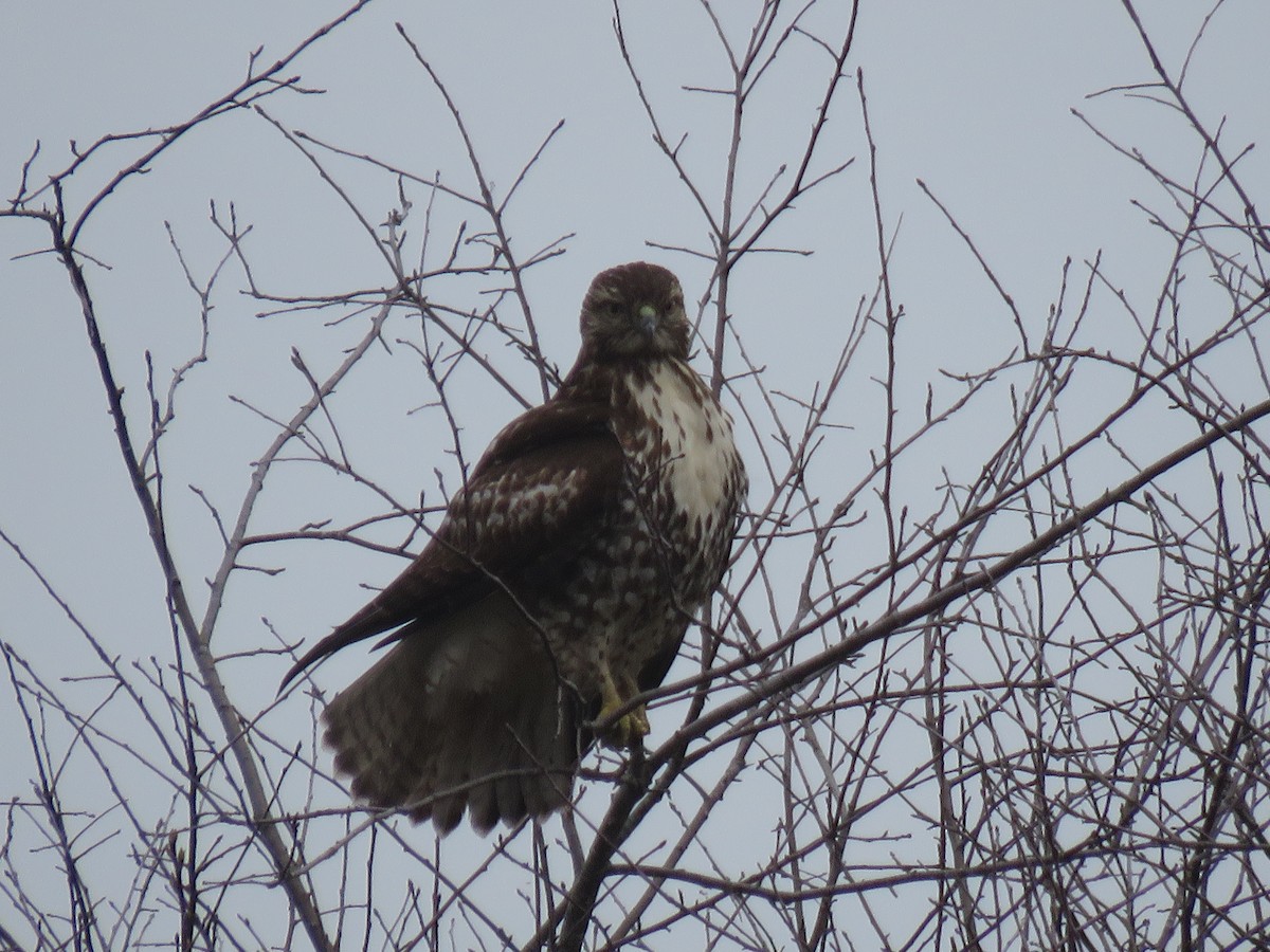 Red-tailed Hawk - ML614250636