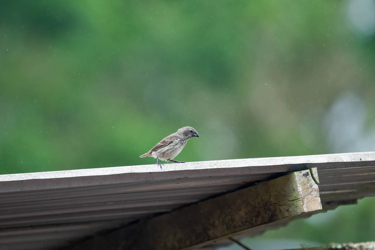 Vegetarian Finch - ML614250665