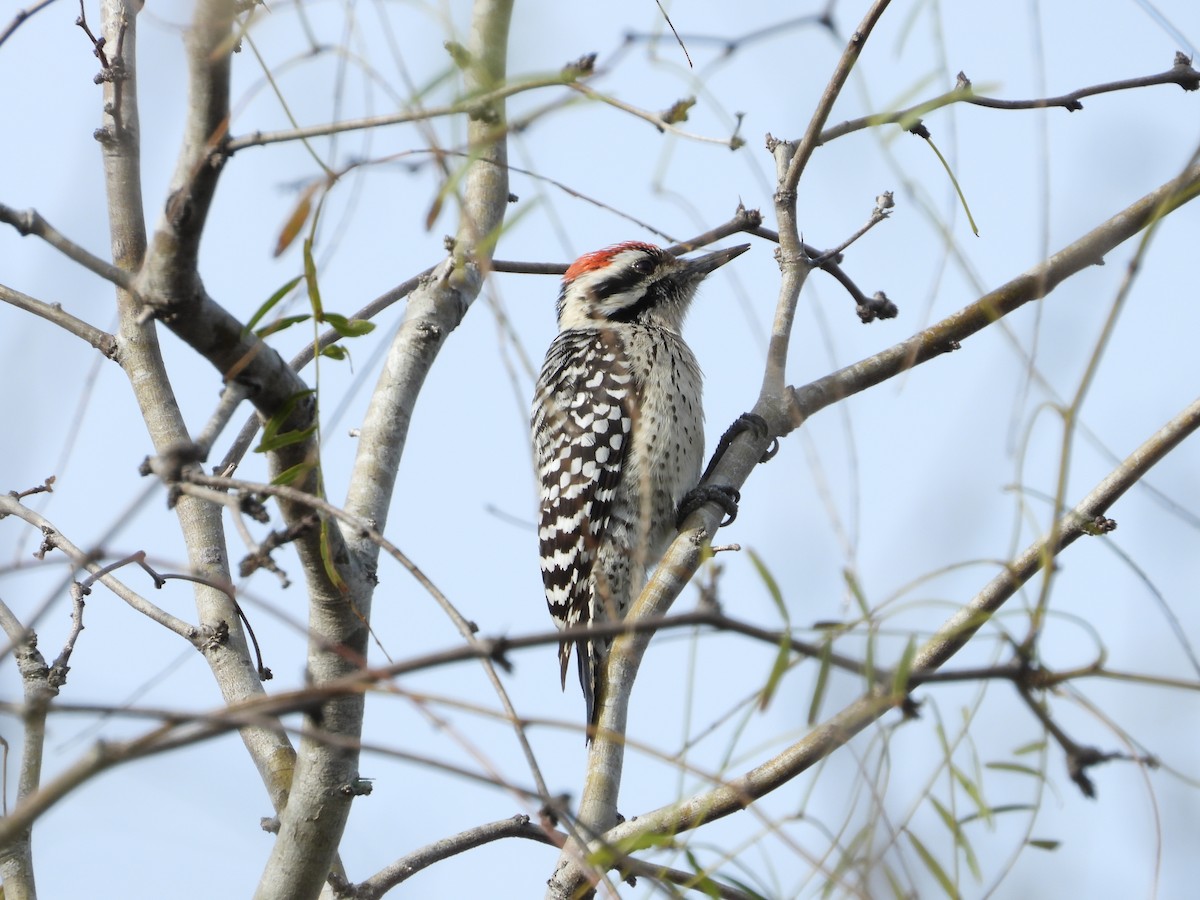 Ladder-backed Woodpecker - Quentin Reiser