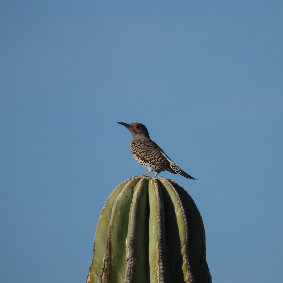 Gilded Flicker - ML614250706