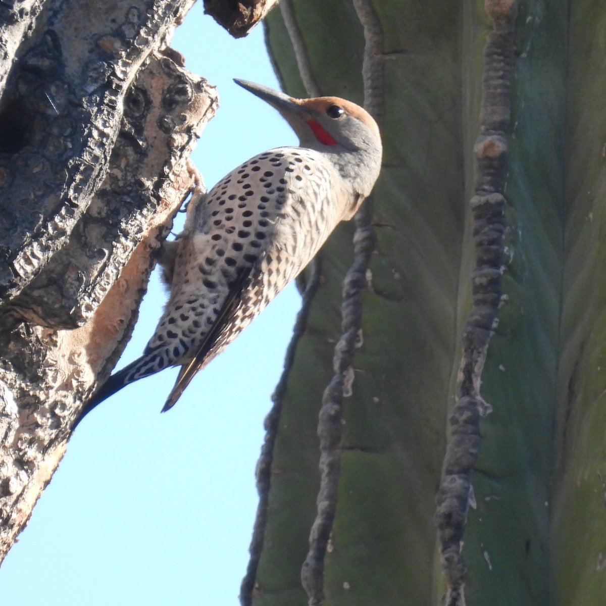 Gilded Flicker - ML614250707