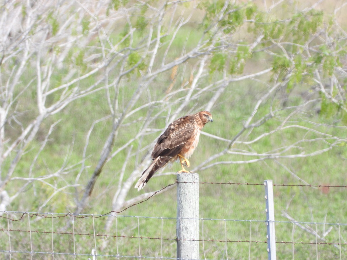 Northern Harrier - ML614250716