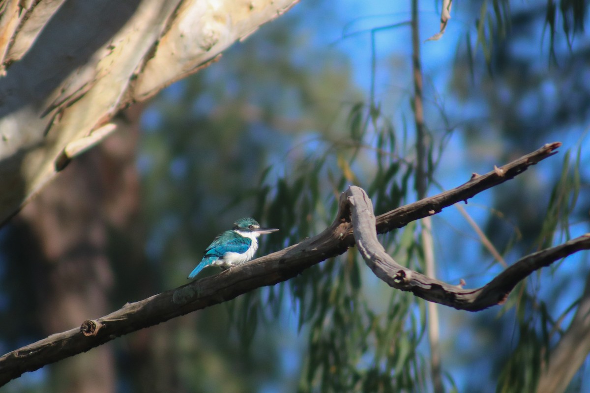 Collared Kingfisher (Oriental) - ML614250771