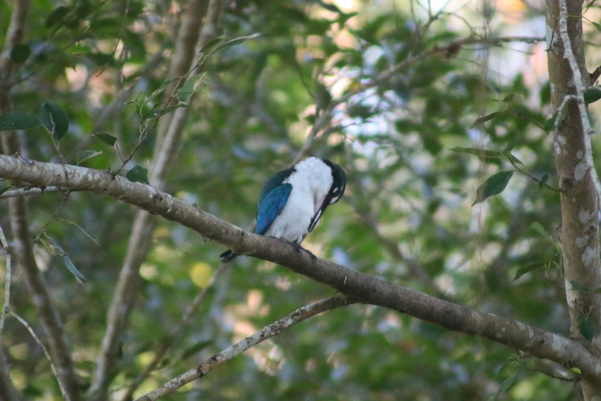 Collared Kingfisher (Oriental) - ML614250773