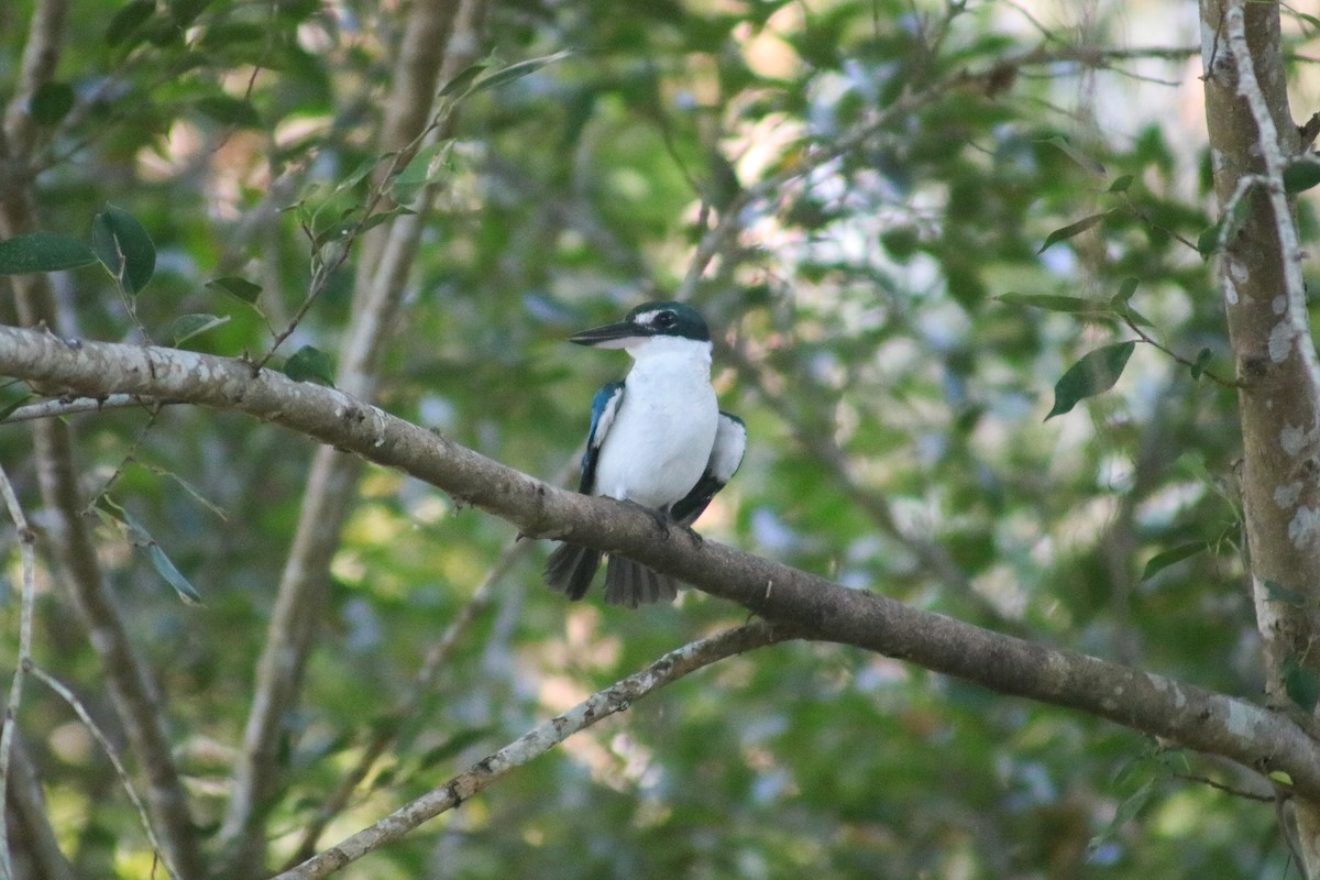 Collared Kingfisher (Oriental) - ML614250775
