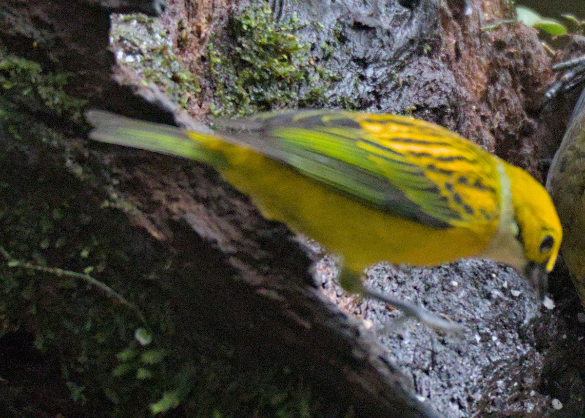 Silver-throated Tanager - ML614250791
