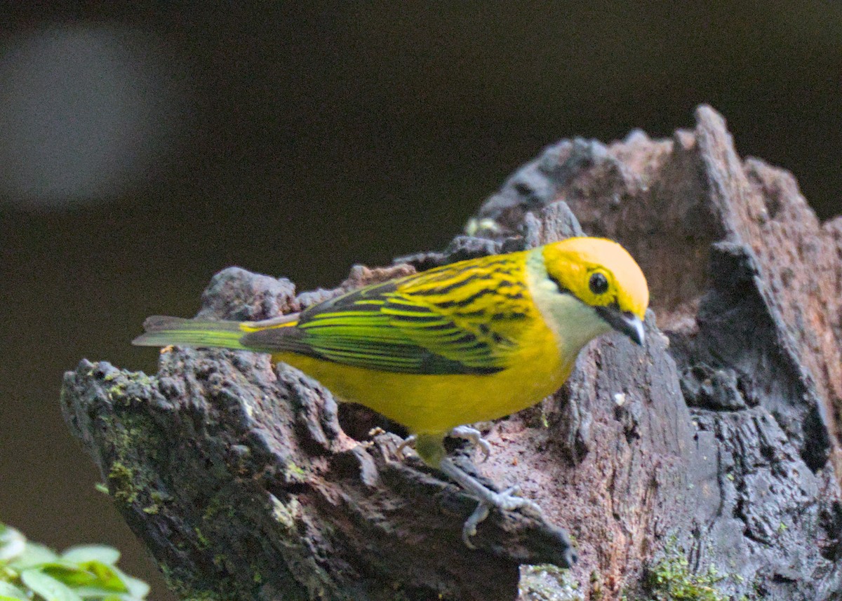 Silver-throated Tanager - ML614250792
