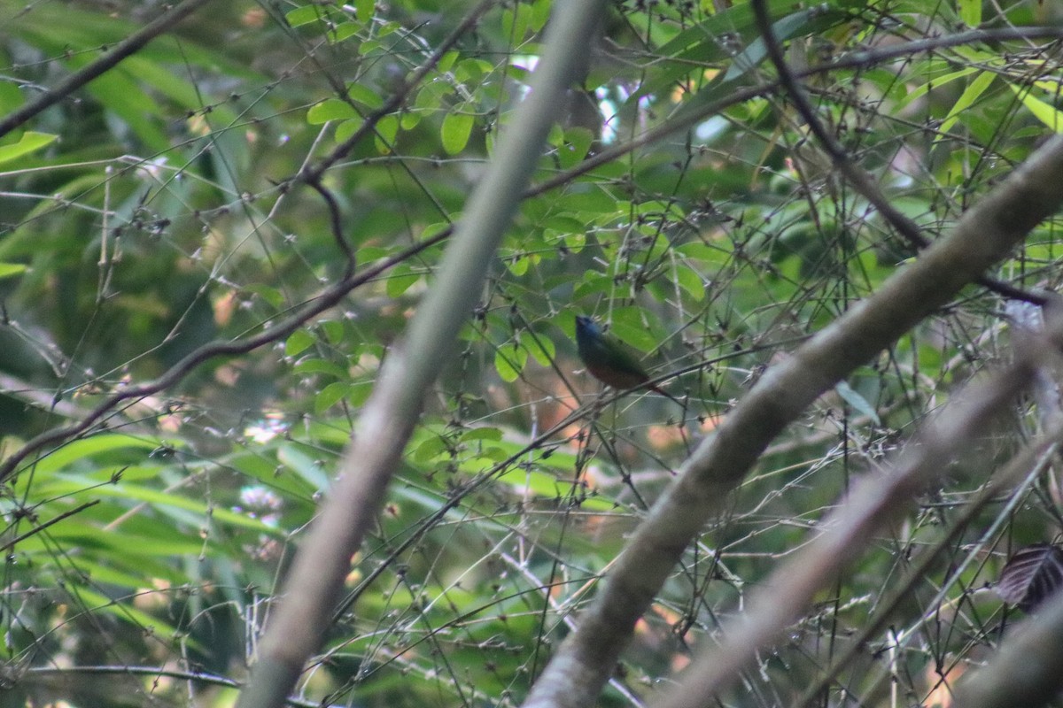 Pin-tailed Parrotfinch - ML614250821