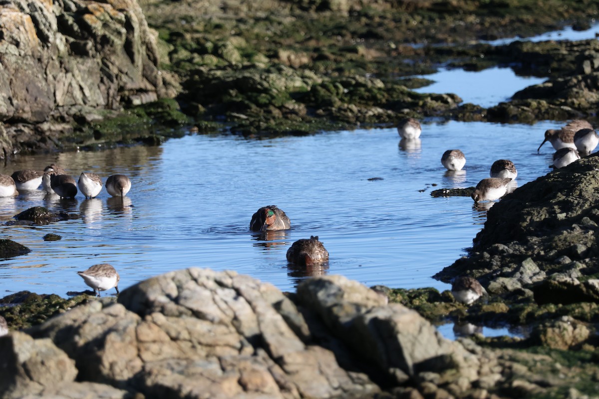 Green-winged Teal (American) - ML614250827