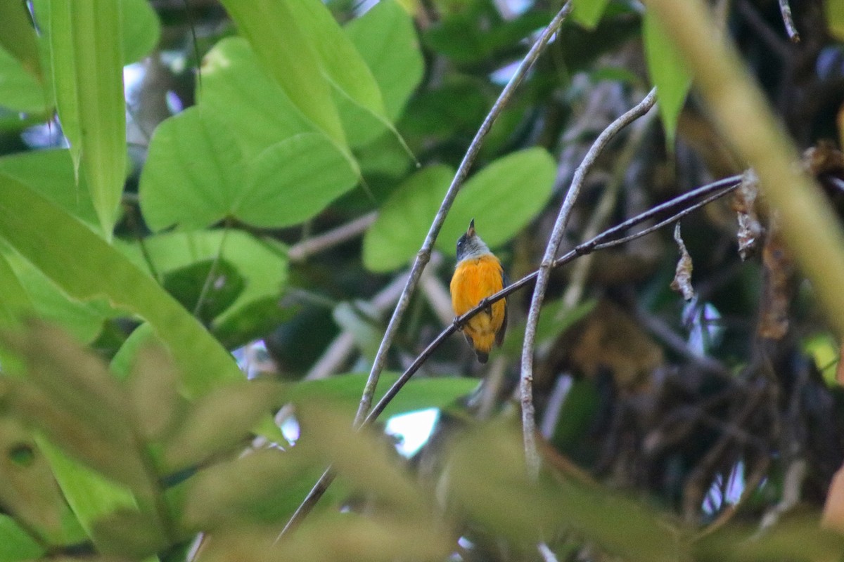 Orange-bellied Flowerpecker - ML614250839