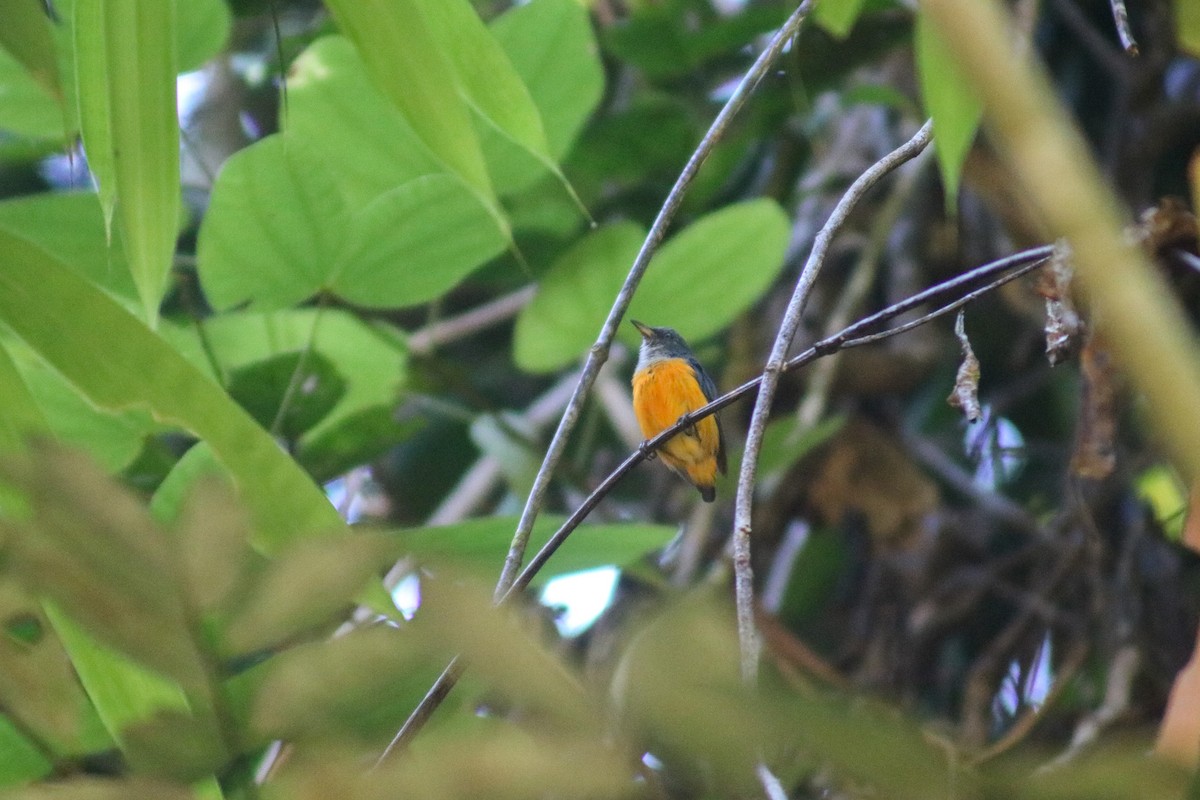 Orange-bellied Flowerpecker - ML614250840