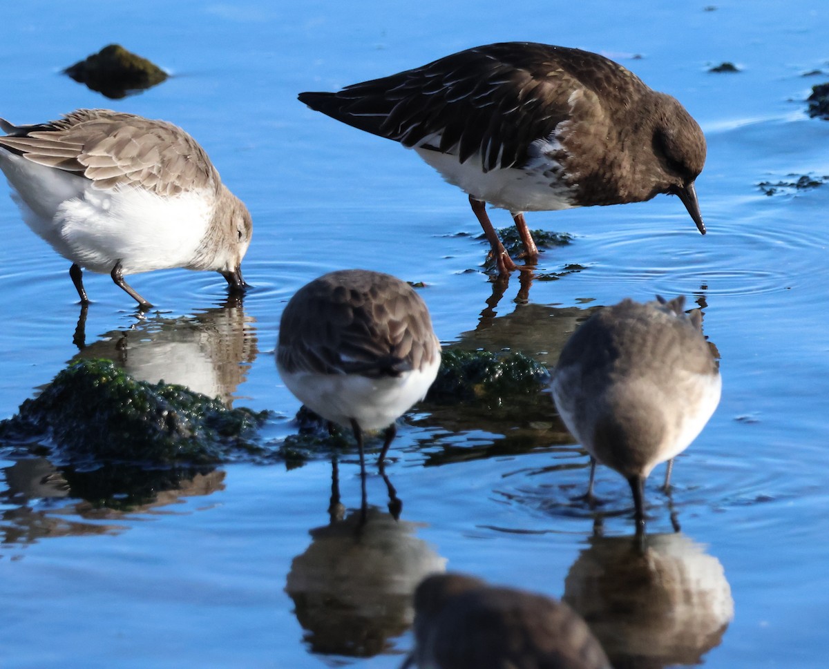 Black Turnstone - ML614250854